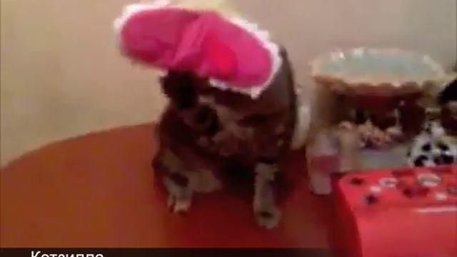 Котзилла