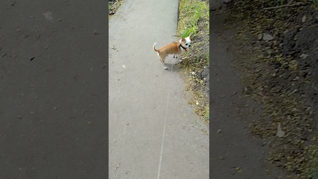 Сеня хочет гулять и гулять