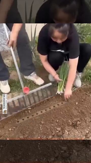Специальный ручной инструмент для посадки лука