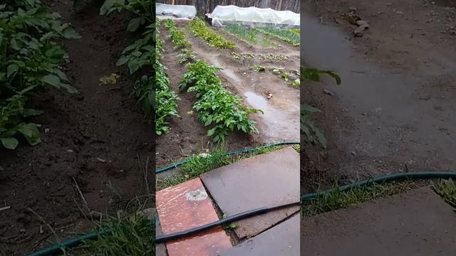 чичинка   скоро  прибудит  на  2   метра