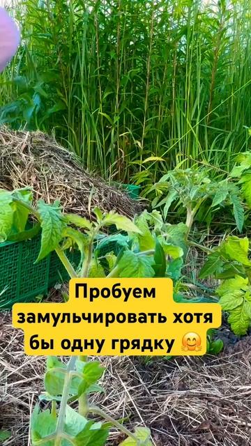 Пробуем сначала замульчировать хотя бы одну грядку.Ре