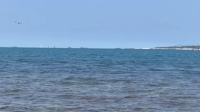 Морские жители Геленджика. 🦀🐬🪼