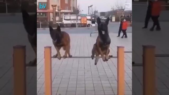 Да брата - акробата 🤩🐶👍