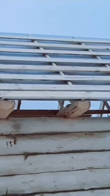 сборка сруба 6×3 кругляк #срубдома #дом #сруб #сруббани #