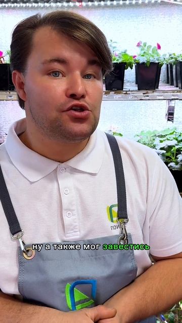 Что делать, если эустома не всходит. 3 ошибки при посев?
