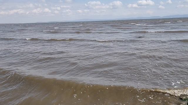 Медузы Японского моря