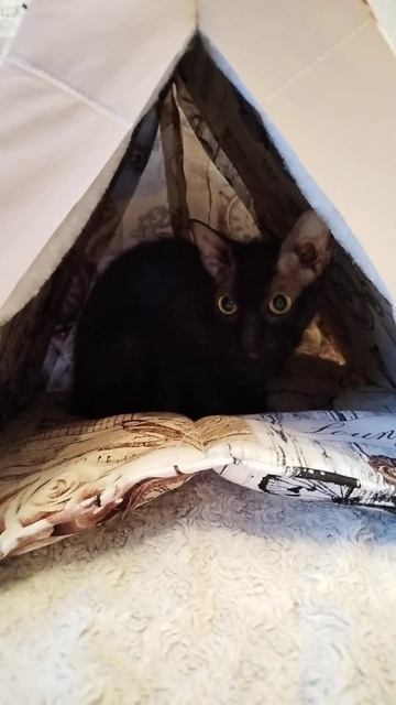Фане сшила домик😸 #шитье #хобби #увлечения #кошкиндом