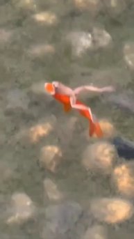 1746591368466.mp4