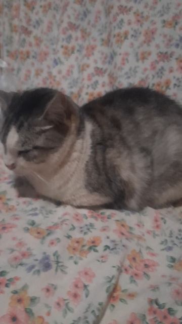 одноглазая кошечка. кошечка без глазика ищет дом и свою Семью
