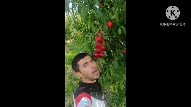 БИГ БЕНГ ШАФТОЛИ НАВИ +998997825472