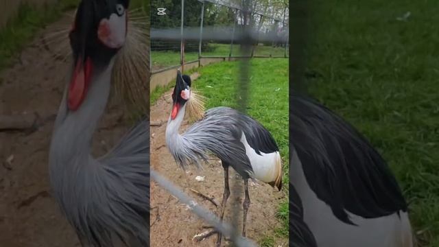 Необычный диалог Елены с обитателем парка птиц "Воробьи" @birdspa4k - венценосным журавлем. 📸