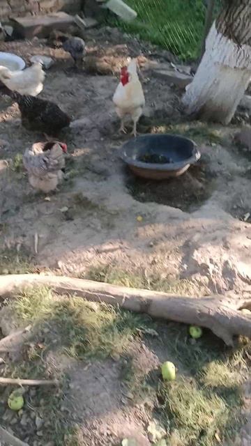 Звук Петуха
