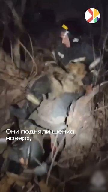 В Приморье спасли щенка, который упал в открытый колод