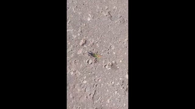 Спасение раненого кузнечика. Бедолага попал на шоссе.