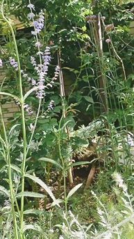 Перовския #plants #многолетники #сад #ландшафтныйдизайн