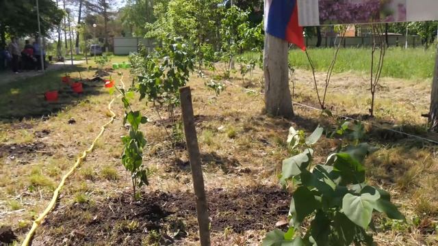 Акция Посади сирень Победы