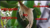 Что добавлять в воду, чтобы черенки быстрее дали корни!!