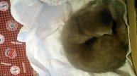 🐱 Мася | Шотландка с характером 🐾и ее малыш🐱
