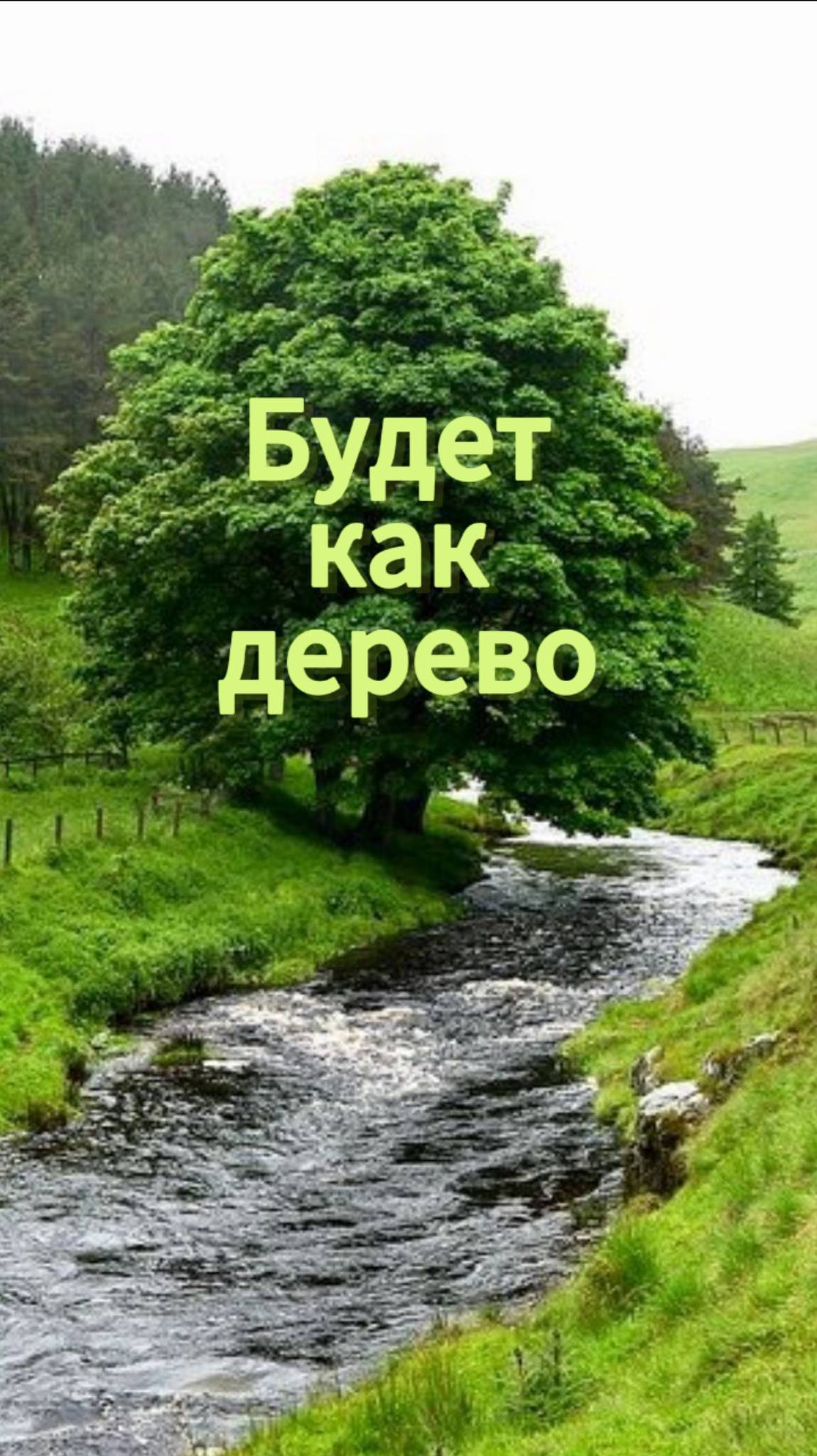 Будет как дерево