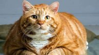 Пухлые коты 🐱
