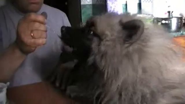 ложечку за маму, ложечку за папу