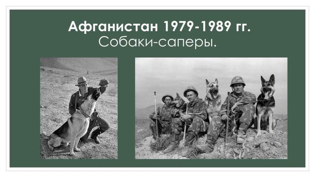 1742146123722Собаки на войне