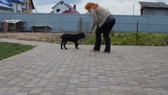 Мой Ангел Алмазный Босс