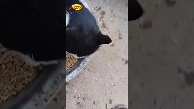 😺_Кошачьи_приколы_🐾_—_самые_нелепые_и_смешные_моменты_котов,_🤣_котят