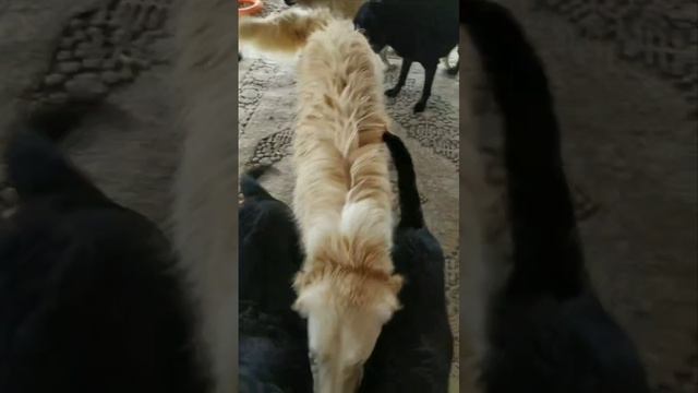 Банный день у Дарси