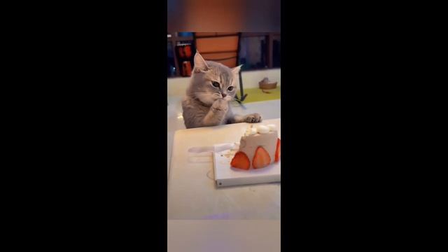 Приколы с животными