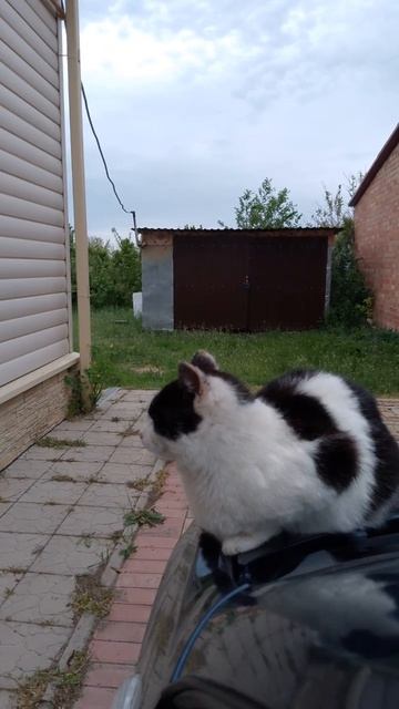 Соня