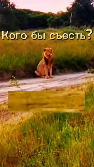 Особенности футбола в Африке