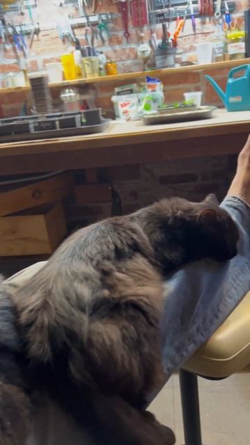 Котолежбище Семена Семёныч