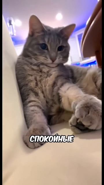 А ТЫ ЗНАЛ?...