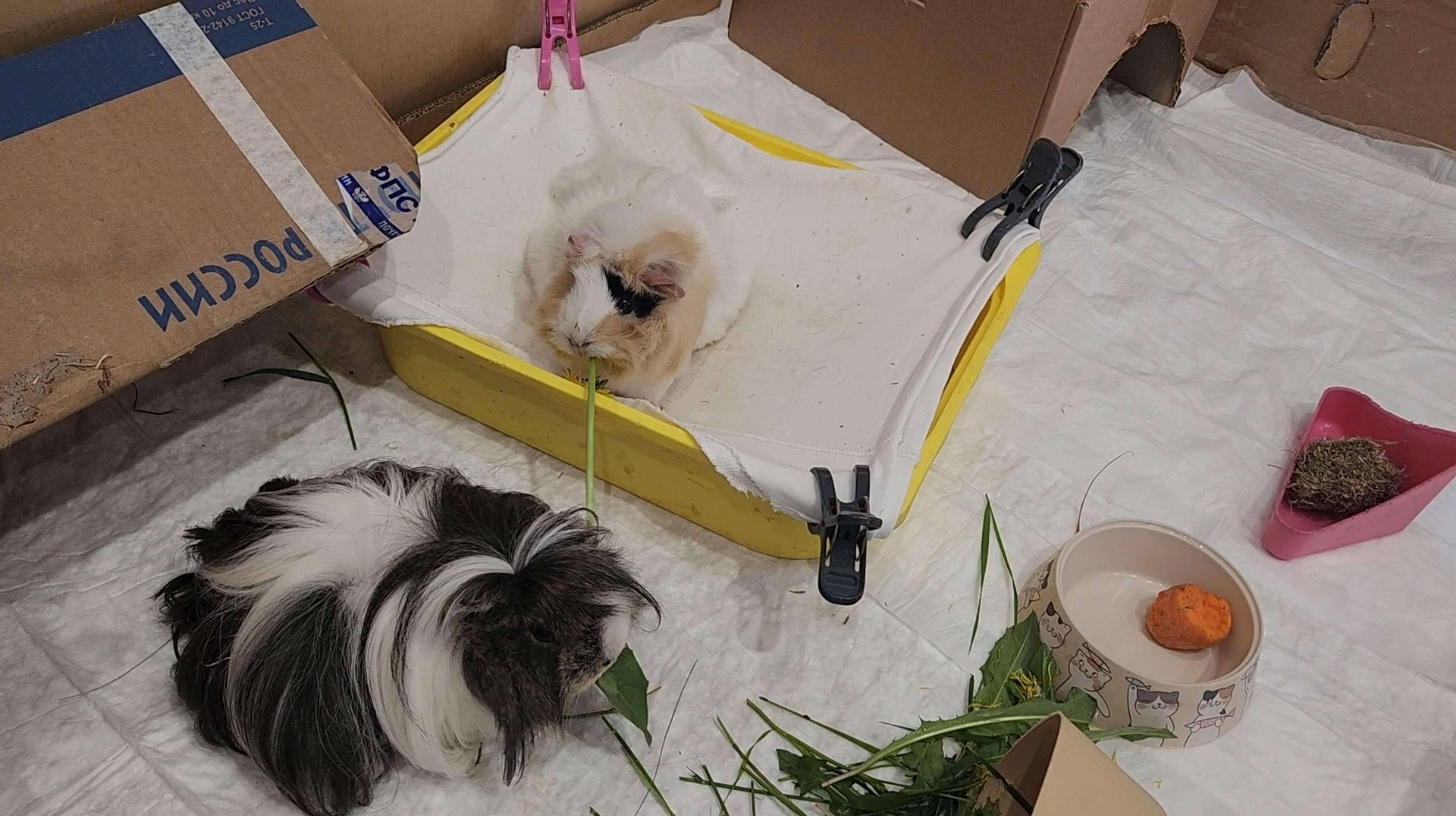 Морские свинки Улли и Пулли обожают одуванчики 🌼