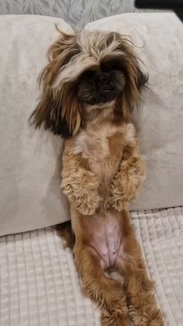 Шитцу сушится 😊