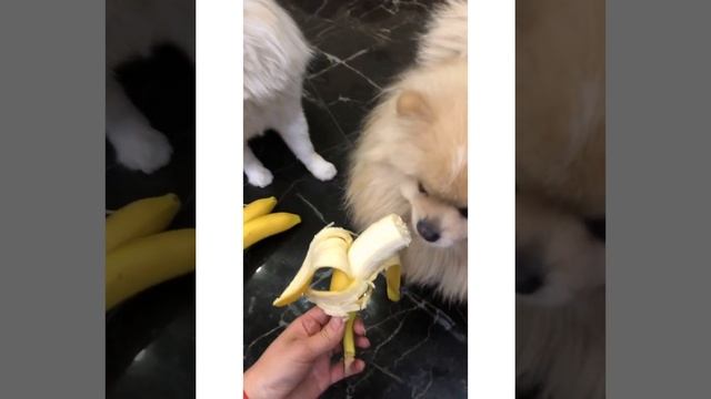 Шпицы и бананы 🍌: так вкусно, аж чмокают 😂