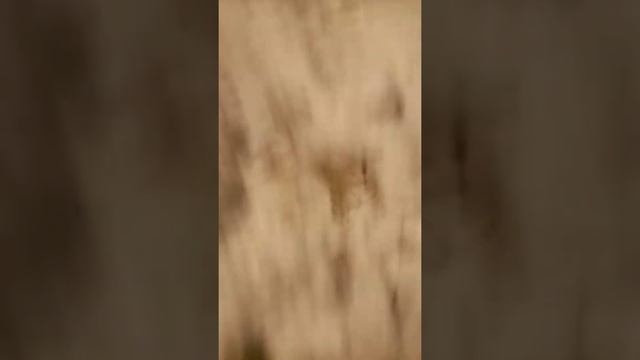 Настя и Ульяна хавают снег и швыряют снежки в машины.С первыми днями зимы!!!