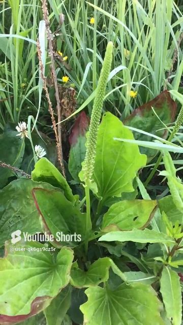 Ленобласть. Хвойное. 16.06.2024. Трава-подорожник
