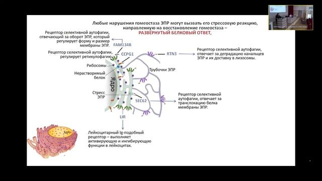 Альфа-1-антитрипсиновая недостаточность и поражение печени у детей