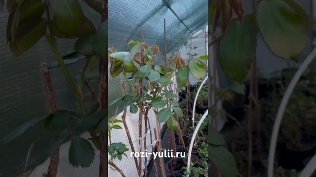 Штамбовые розы 2024 год🥀 Каталог rozi-yulii.ru🥀 #саженцы #ро?