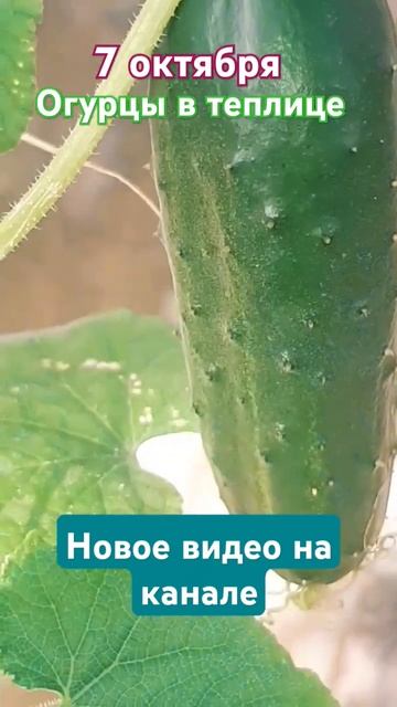 Обзор по теплице на 7 октября.🥒🥒🥒 #огурцы #теплица #о