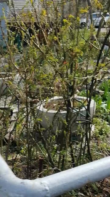 Погода в Санкт-Петербурге на 7.05.2025 года (мини)