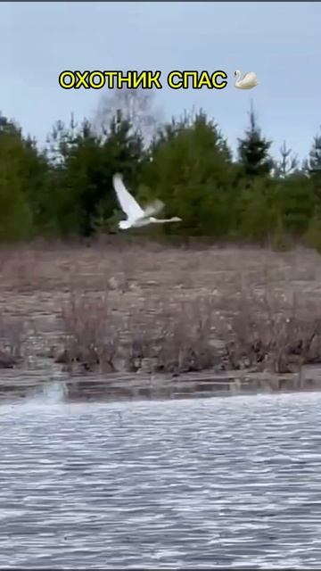 Спасти? Или Добить🎯Белого Волка 🦢