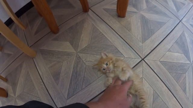 ЖИВЕМ В ДЕРЕВНЕ!!БОРЬБА С ТРАВОЙ ПРОДОЛЖАЕТСЯ!!ЧТО НА АВИТО??ЛЕЧИМ КОТЁНКА!!ИДЕТ НА ПОПРАВКУ!!