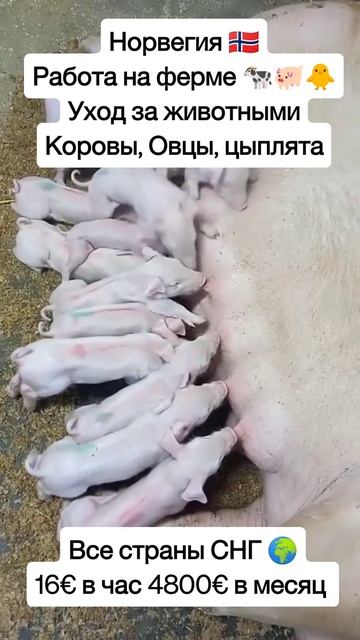 работа на ферме Уход за животными коровы цыплята овца
