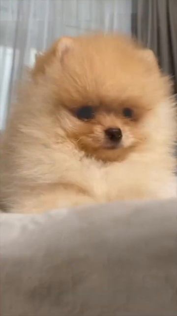 Мини мишка (померанский шпиц) и чихуахуа 🐕