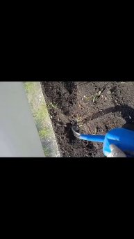 Высаживаю рассаду перцев в парник