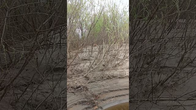 Бесстрашная лиса и фокус-покус.