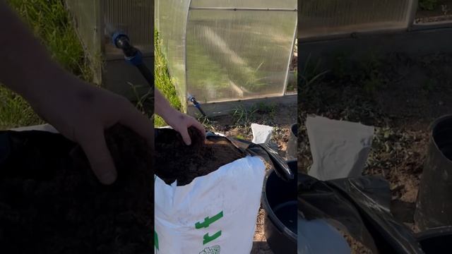 Высаживаем голубику в тазы. У нас растет лучше, чем в о?